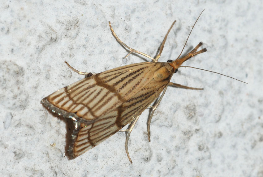 Crambidae